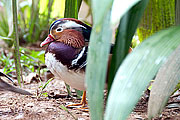 Picture 'Br1_0_01651 Mandatin Duck, Brazil'